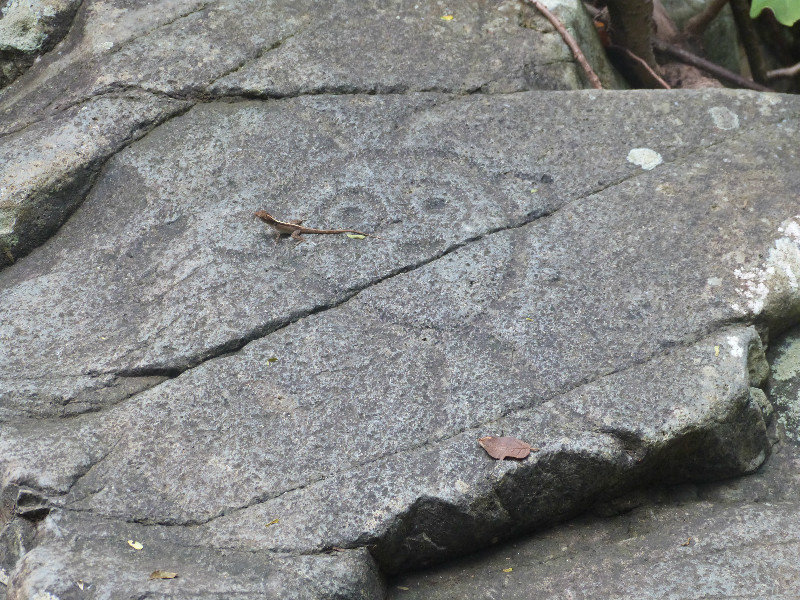 Lizard and petroglyph