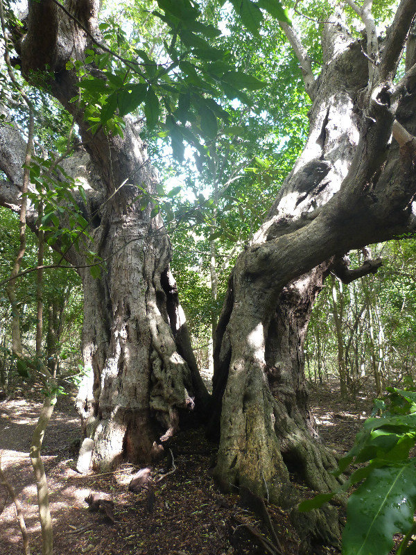 Split tree, petroglyph trail
