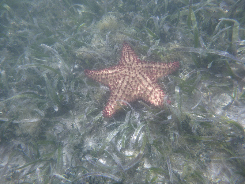 Another starfish