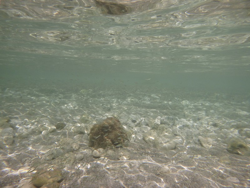 Underwater at Lana's Cove