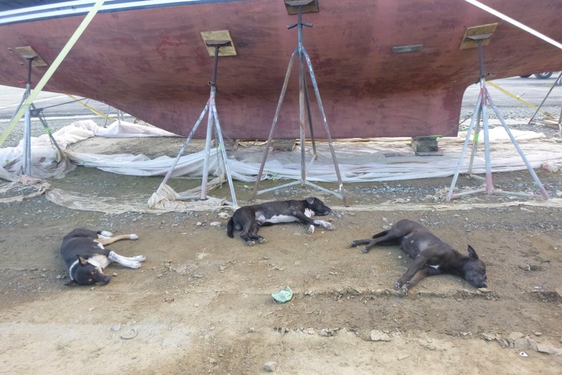 Boatyard dogs