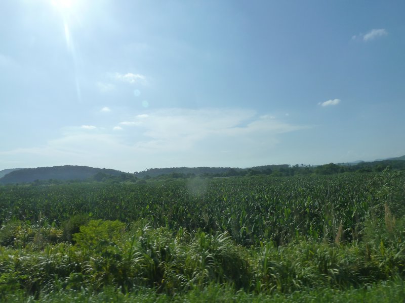 bananų plantacija