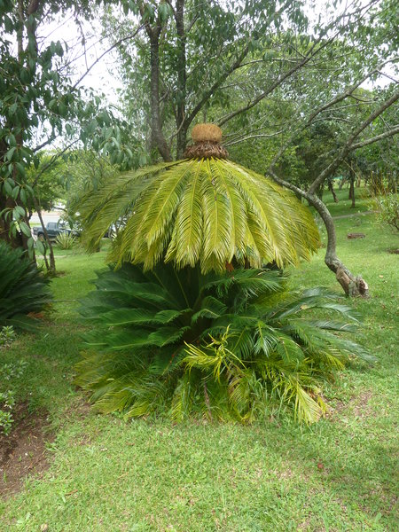 palmė