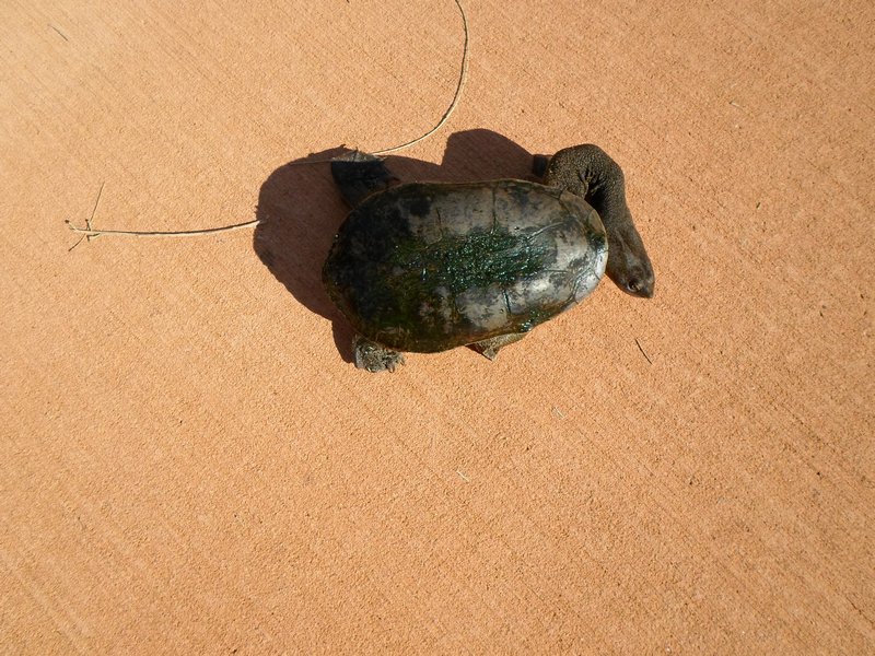 Long-knecked turtle