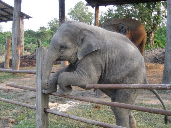Help!!!!! Elephant trying to escape!!!!