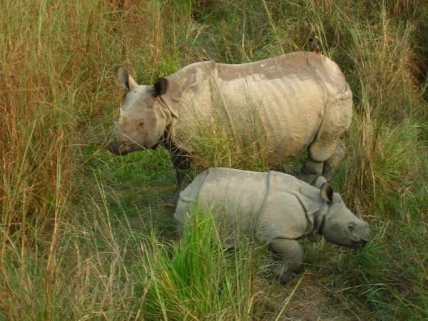 Mamie Rhino and her baby, let's hope she cannot see us on the elephant!