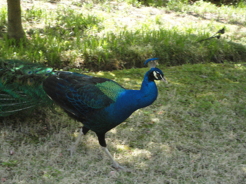 Garvan Woodland Gardens Peacock