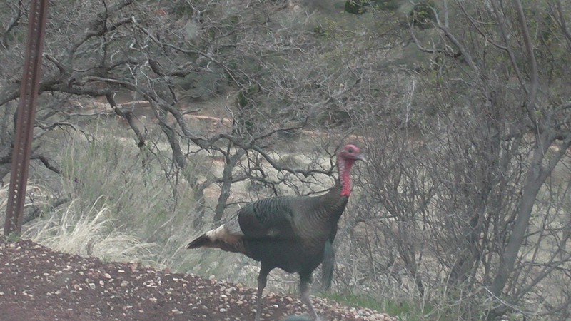 Turkeys crossing road