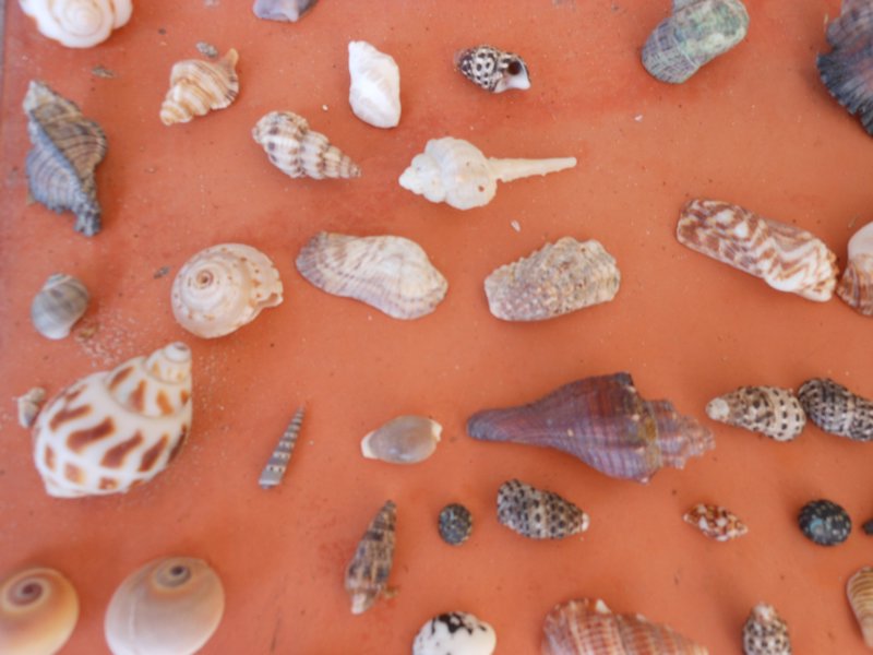 Sea shells!