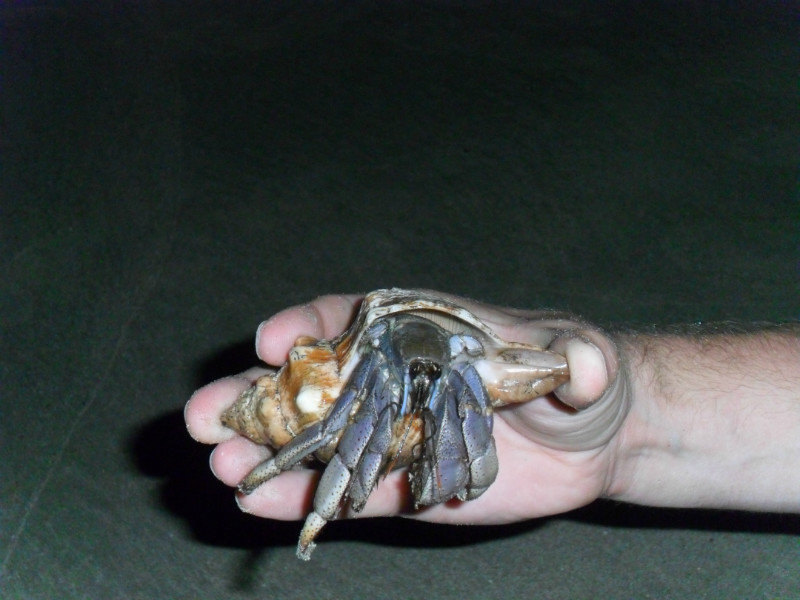 Giant hermit crab!