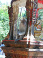 Monkey hanging out at Tiger Cave