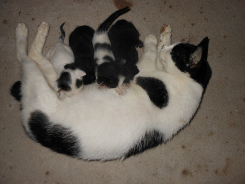Kittens with their mama!