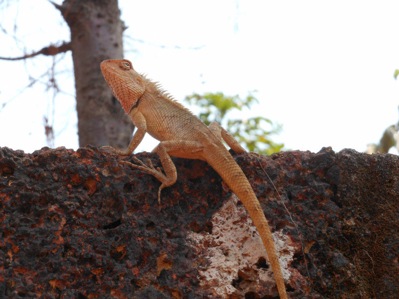This lizard loved to pose for the camera!