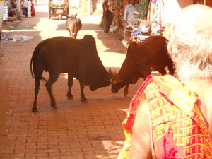 When we got back to town a cow fight ensued! 