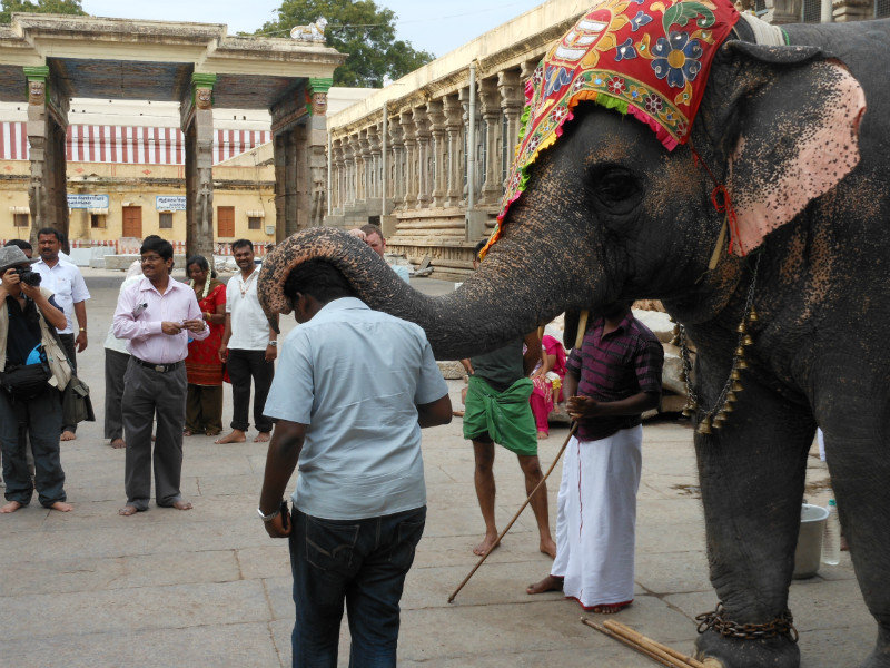 Elephant Giving Blessing