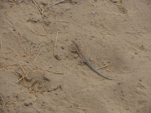 Desert lizards