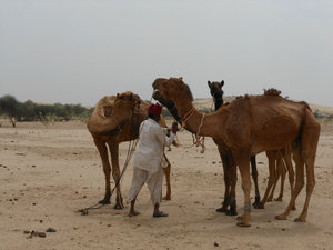 Mr. Singh with the camels