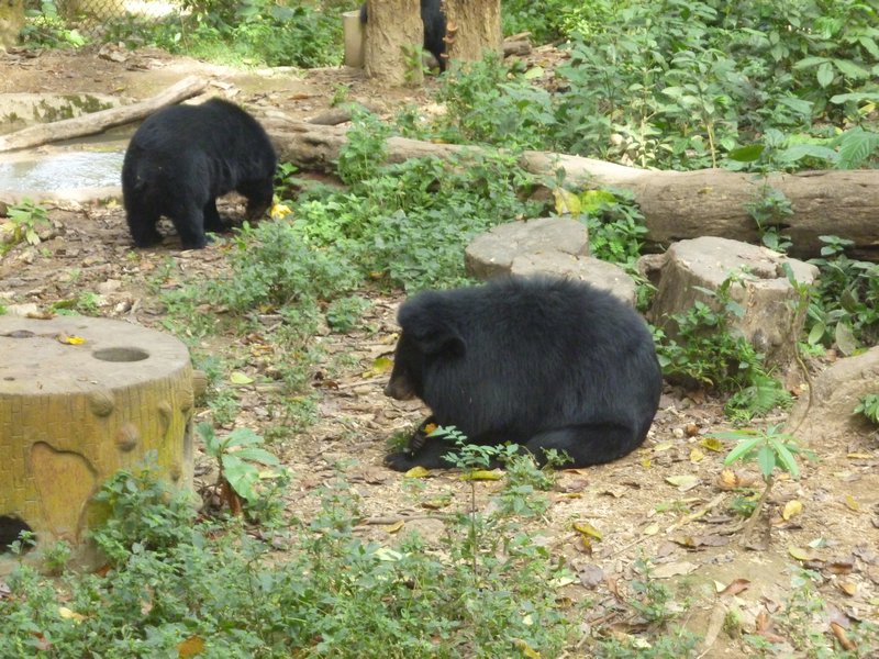 Asian Bears