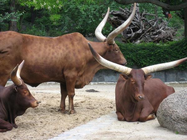 Long Horned Cow things...