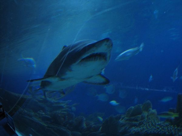 Shark in the aquarium tunnel.
