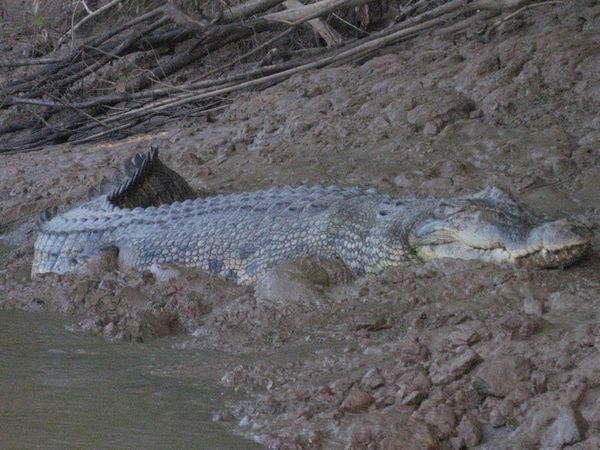 4m long croc drying off on the river bank.
