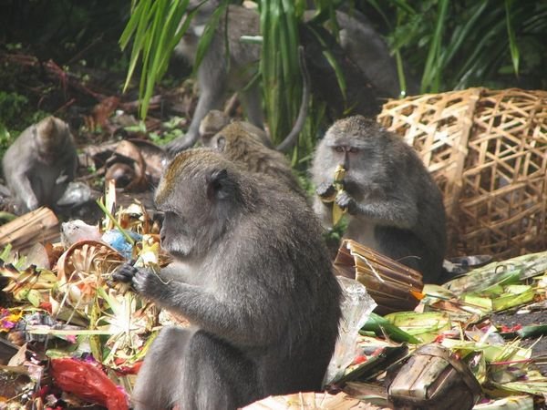 Hungry monkeys.