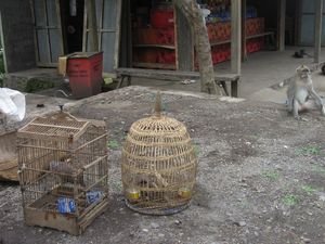 A variet of household pets in rural Bali.
