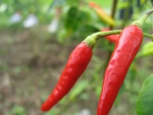 Chillis in the fields.