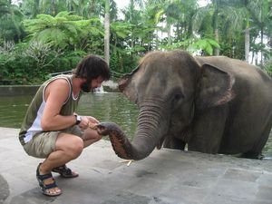 Feeding the elephant.