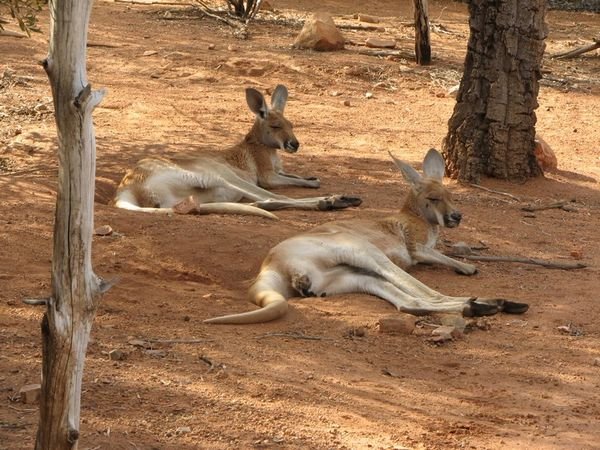 Lazy Kangaroos.