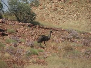 This wild Emu was legging it along 50m from the highway! (W)