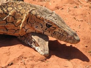 Perentie Lizard and its young.