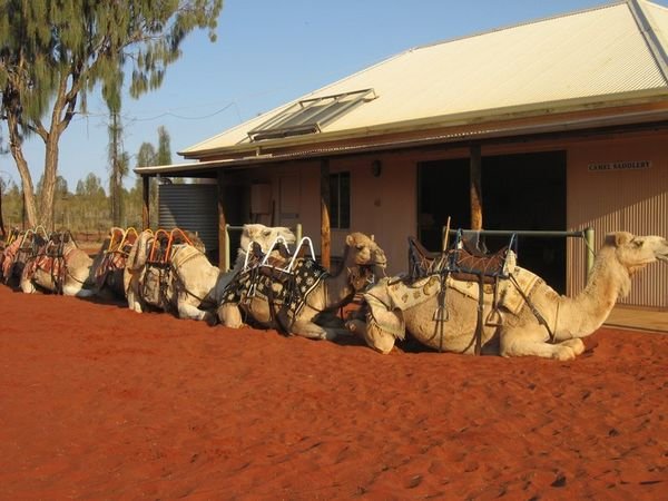 Our camel train.
