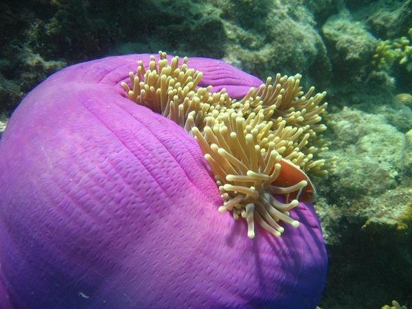 Magnificent sea anemone with clownfish.