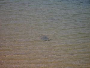 Yes it is a juvenile Blue spotted stingray in the shallows!!