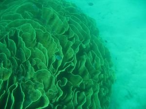 Think this is cabbage coral.