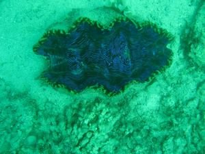Giant Sea Clam - very cool!!