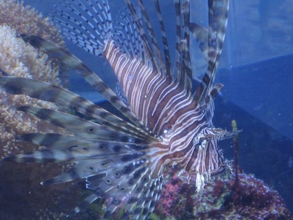 A lionfish in the Aquarium.