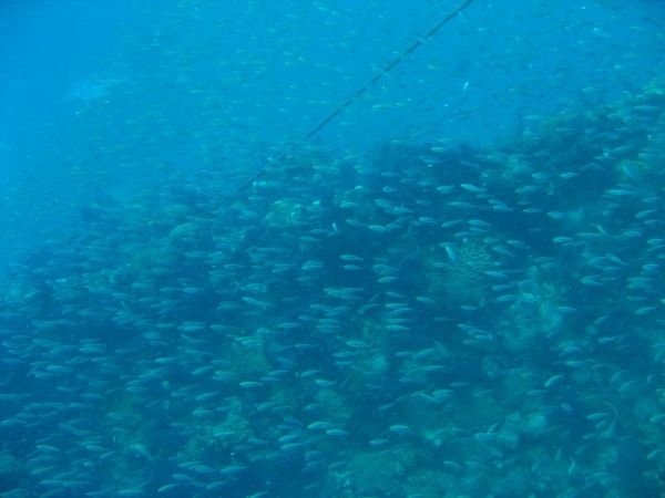 1st view of the SS Yongala swarming with fish.