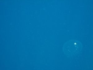 Jellyfish!!