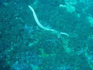 Sea snake foraging in the coral.