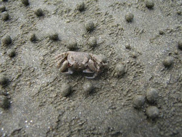 Crab hard at work on the beach.