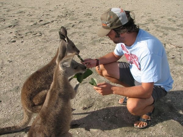 Helping the kangaroos with their breakfast.