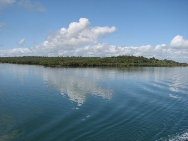 The mangroves of the Great Sandy Straits.
