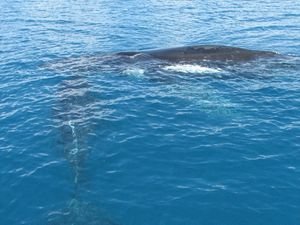 WOW!!!! The whales are only about 2metres from our boat at this point.