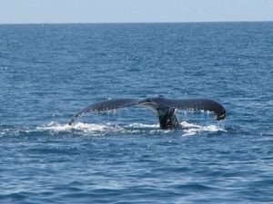 The amazing tail of the Humpback whale.