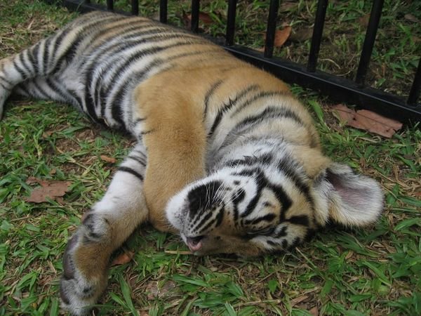Tiger Cub.