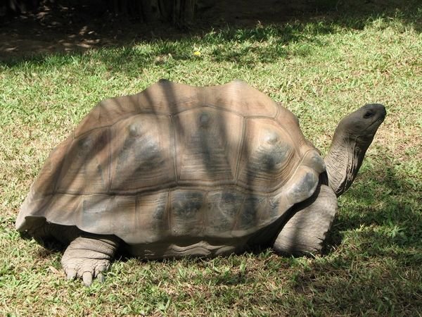 Aldabran Tortoise.