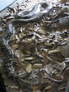 A 7m long Reticulated python, it grows to 10m!!