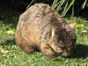 The very cute Wombat!